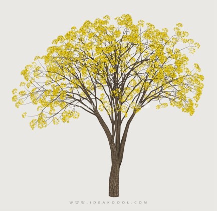 开花乔木色叶树植物丨