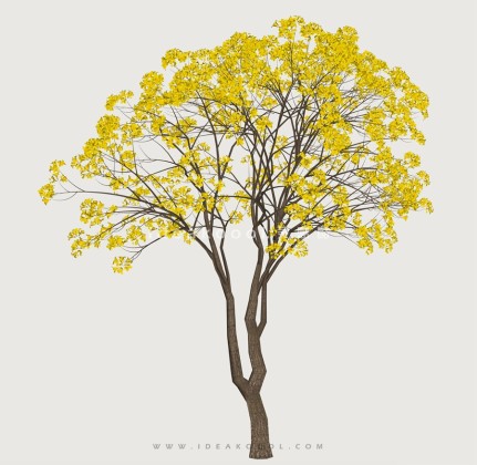 开花乔木色叶树植物丨