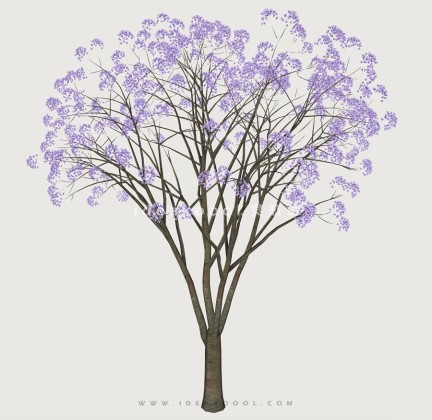 开花乔木色叶树植物丨