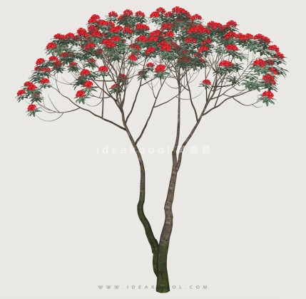 开花乔木色叶树植物丨