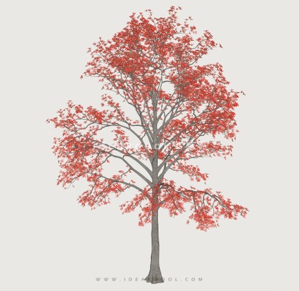 开花乔木色叶树植物丨