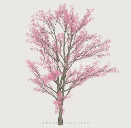 开花乔木色叶树植物丨