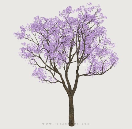 开花乔木色叶树植物丨