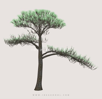 针叶树常绿松柏丨