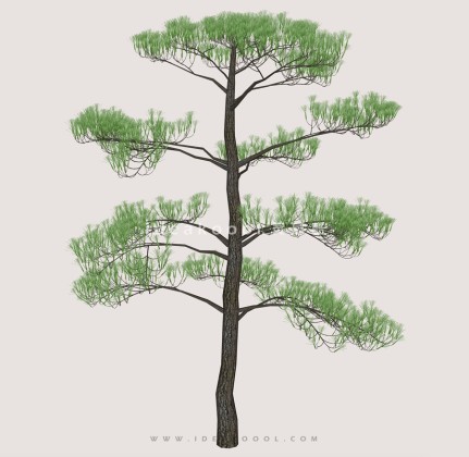 针叶树常绿松柏丨