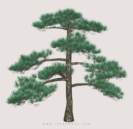 针叶树常绿松柏丨