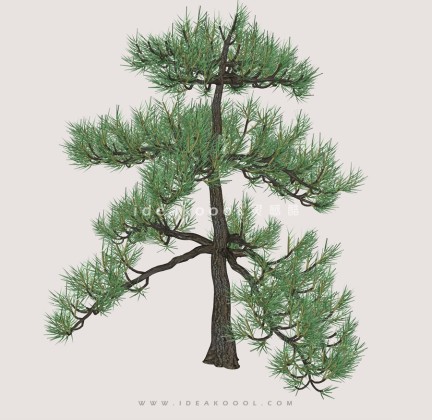 针叶树常绿松柏丨