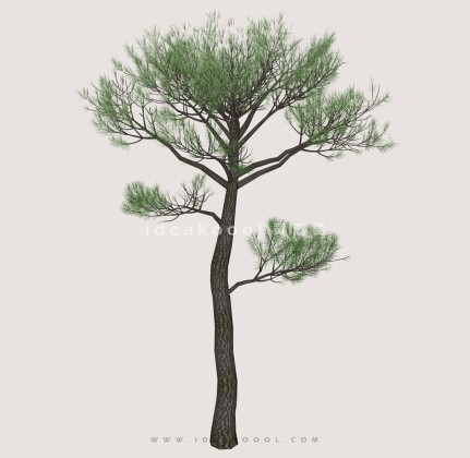 针叶树常绿松柏丨