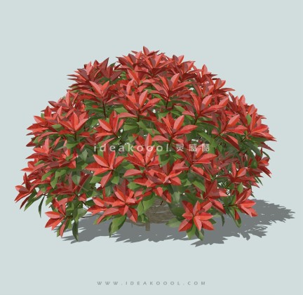 绿篱灌木球丛生灌木丨