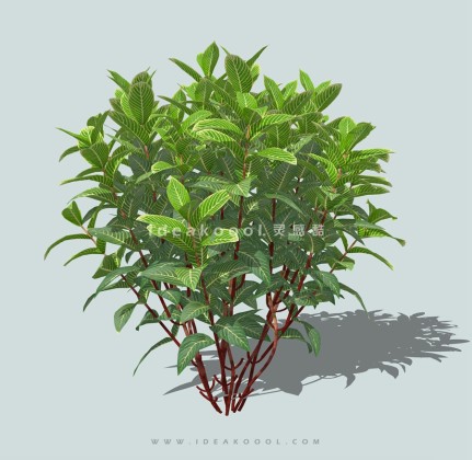 绿篱灌木球丛生灌木丨