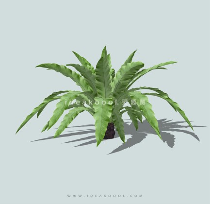 灌木地被植物丨