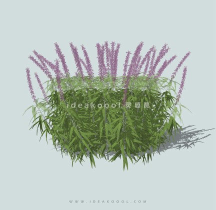 丛生灌木地被丨