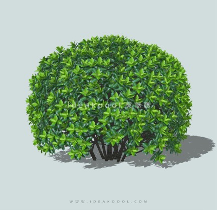 绿篱灌木球绿篱球丨