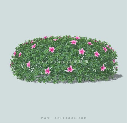 绿篱灌木球绿篱球丨