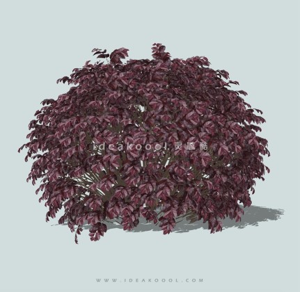 绿篱灌木球绿篱球丨