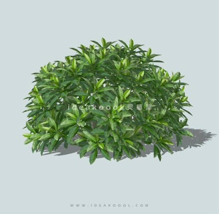 绿篱灌木球绿篱球丨