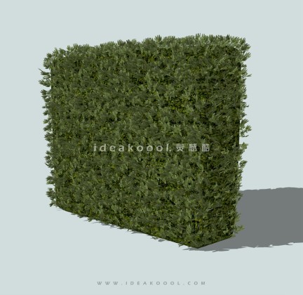 绿篱灌木球绿篱球丨