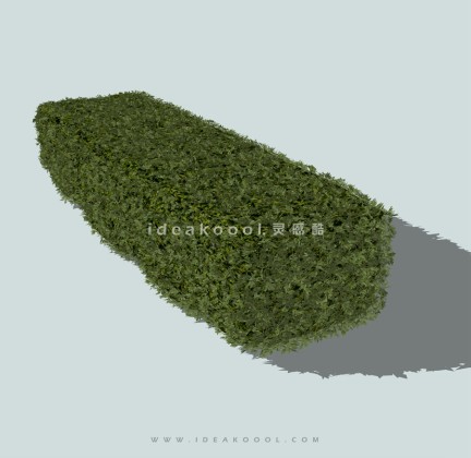 绿篱灌木球绿篱球丨