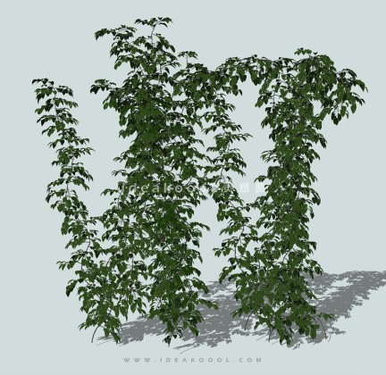 垂挂植物 攀爬植物丨