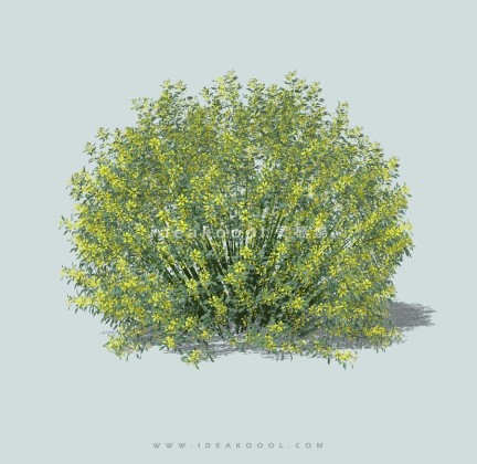 绿篱灌木球绿篱球丨