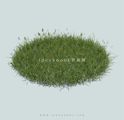 地被草坪草丛丨
