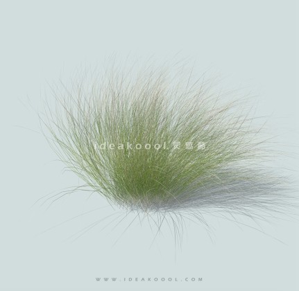 地被草坪草丛观赏草芒草丨