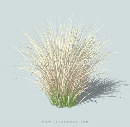 观赏草丨