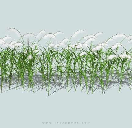 芦苇水生植物丨