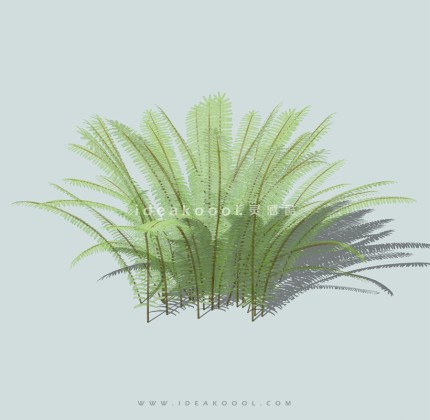 地被草坪草丛观赏草丨