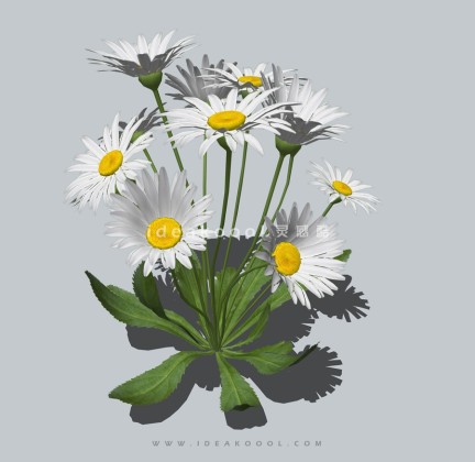 四季花卉植物丨