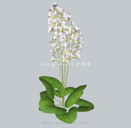 四季花卉植物丨