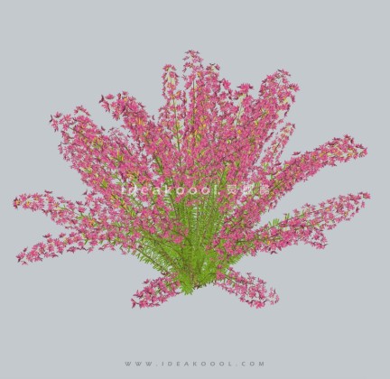 四季花卉植物丨