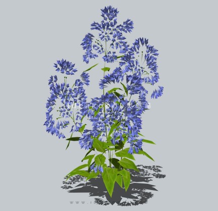 四季花卉植物丨