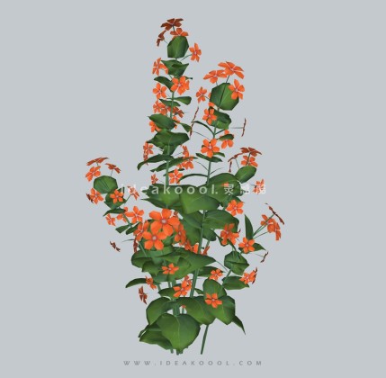 四季花卉植物丨