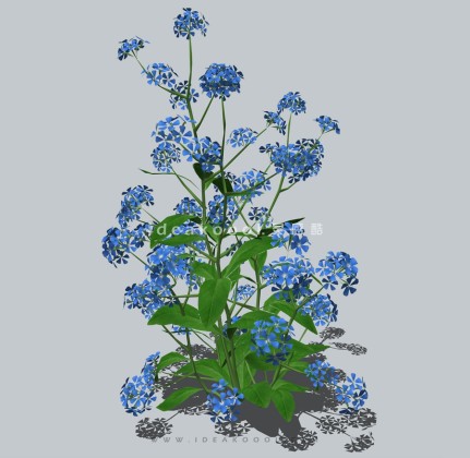 四季花卉植物丨