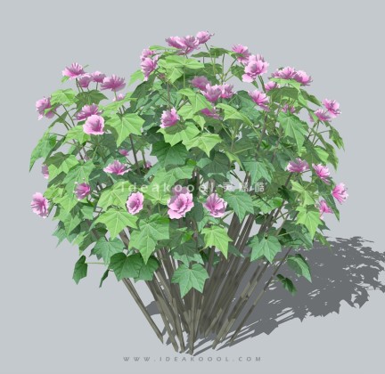 四季花卉植物灌木球丨