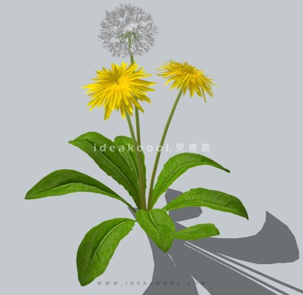 四季花卉植物丨