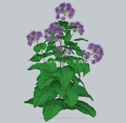 四季花卉植物丨