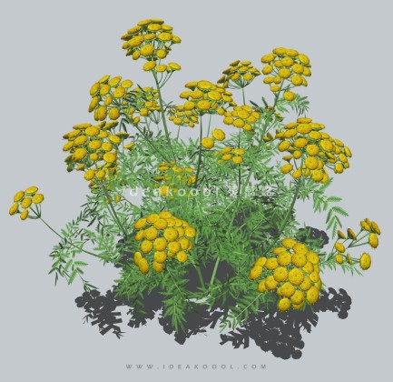 四季花卉植物丨