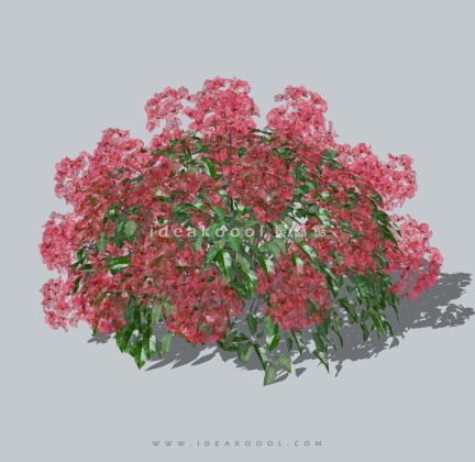 开花灌木球植物丨