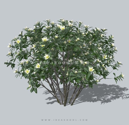 开花灌木球植物丨