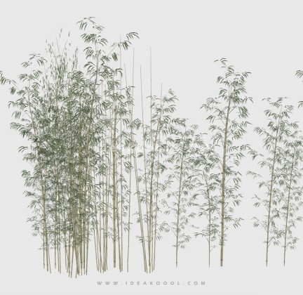 竹子丨