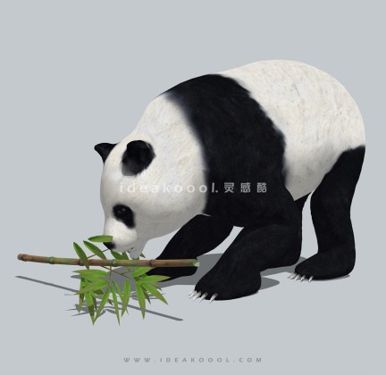 大熊猫丨