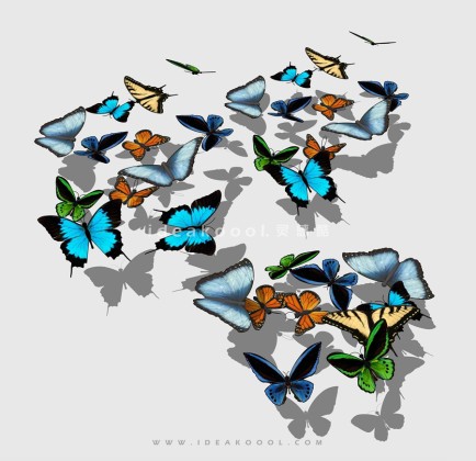 各类蝴蝶丨