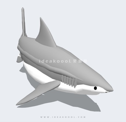 鲨鱼丨
