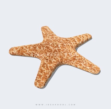 海星海洋生物丨