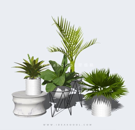 现代植物盆栽丨