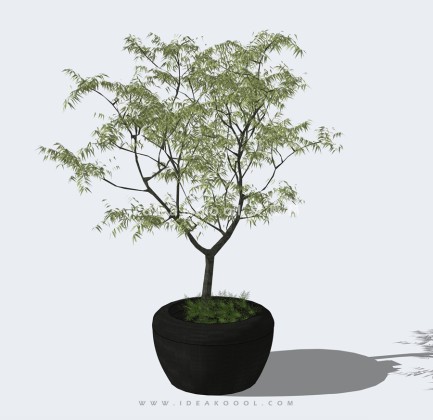 现代植物盆栽丨