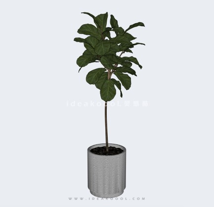 现代植物盆栽丨