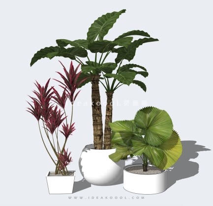 现代植物盆栽丨